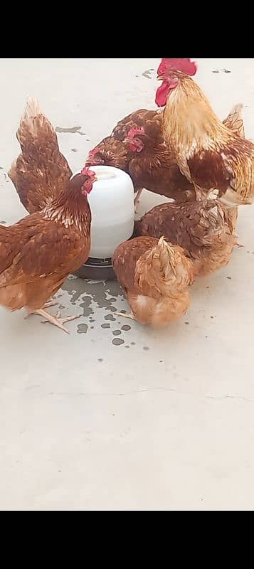 lohman brown Fertile & unfertile  eggs  available!!! 1