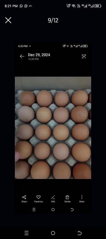 lohman brown Fertile & unfertile  eggs  available!!! 2