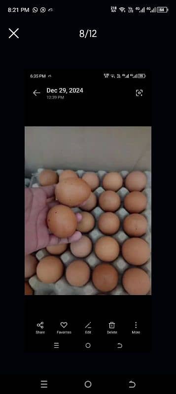 lohman brown Fertile & unfertile  eggs  available!!! 3