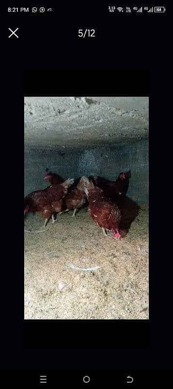 lohman brown Fertile & unfertile  eggs  available!!! 5