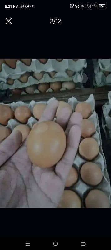 lohman brown Fertile & unfertile  eggs  available!!! 6