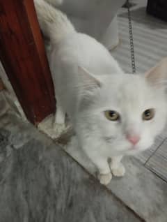 male Cat available