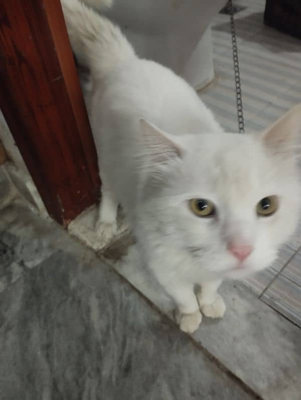 male Cat available 0