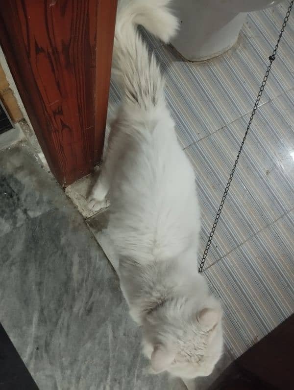 male Cat available 1