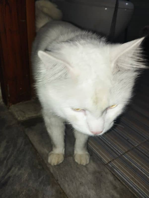 male Cat available 2