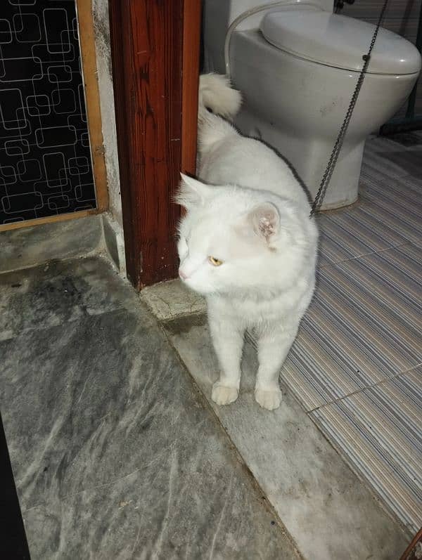 male Cat available 3