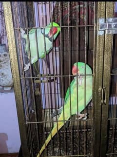 Raw Parrot  | Parrot | Mithu | Kashmiri Raw Totta 03464569931 WhatsApp