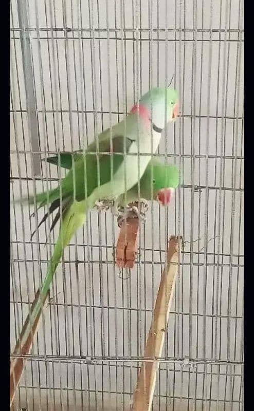 Raw Parrot  | Parrot | Mithu | Kashmiri Raw Totta 03464569931 WhatsApp 1