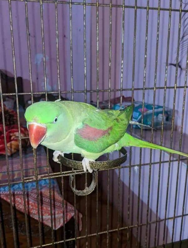 Raw Parrot  | Parrot | Mithu | Kashmiri Raw Totta 03464569931 WhatsApp 2