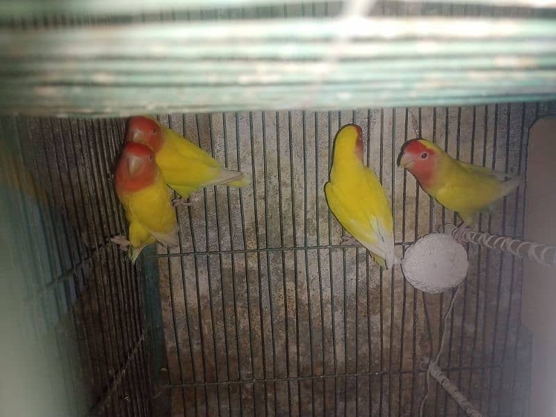 2Pair Lotino And 01 Male Tc Australian Urgent Sell 1