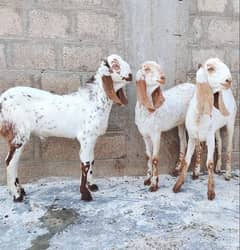 pure Makha Cheene 1 Male & 2 Female's