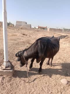 Buffalo for sale (10 kg+ per day)