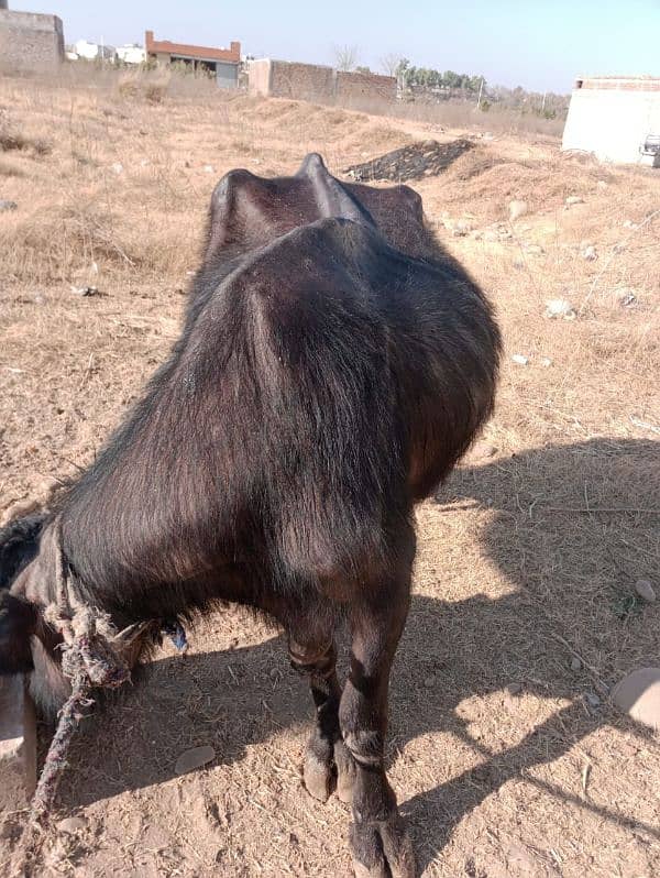 Buffalo for sale (10 kg+ per day) 1