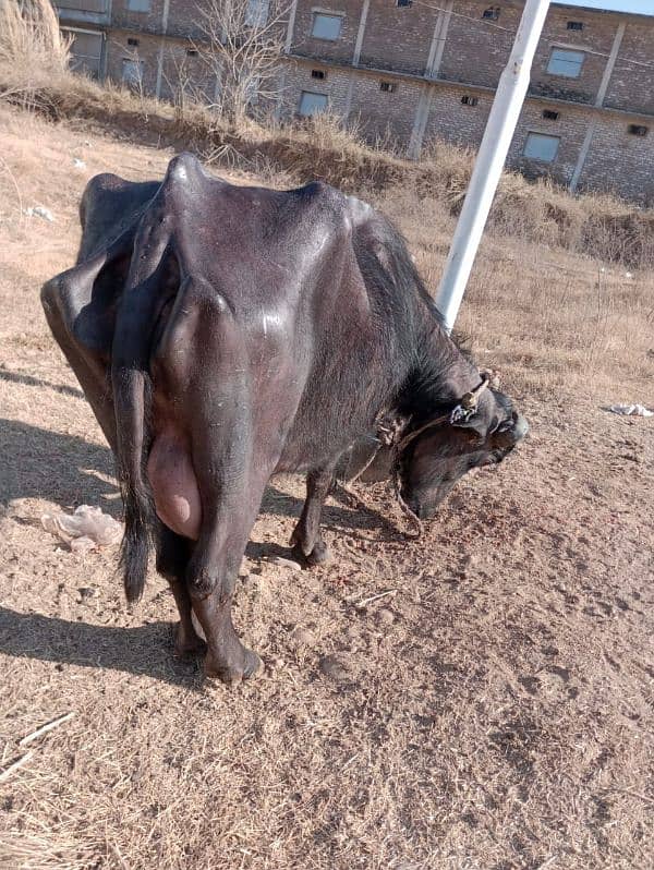 Buffalo for sale (10 kg+ per day) 2