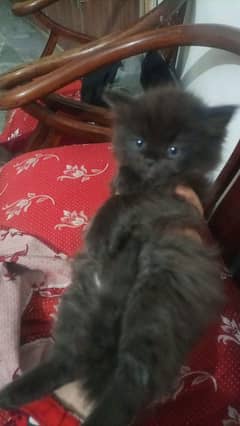 Lovely Fluffy Black male kitten