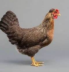 desi golden misrieggs laying hen / murgi / murghi anda da rahi