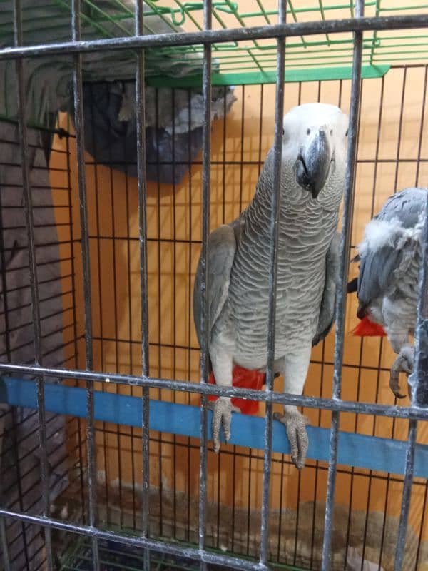 African gray parrots 0