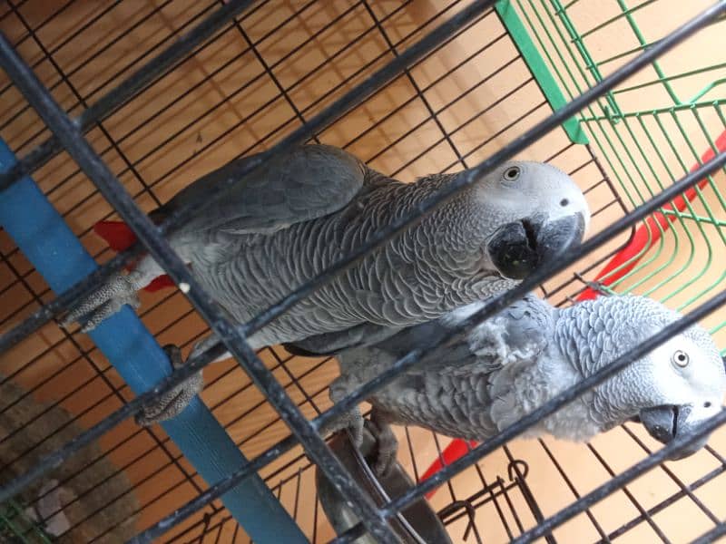 African gray parrots 1