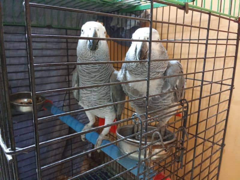 African gray parrots 4