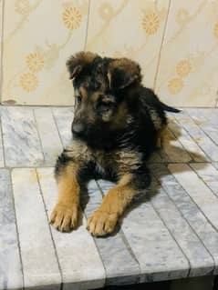 German Shepherd