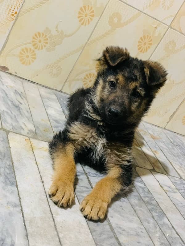 German Shepherd 2