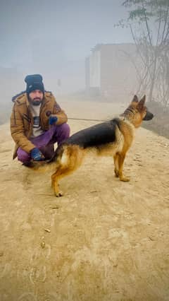 Garman shepherd female pedigree full tain