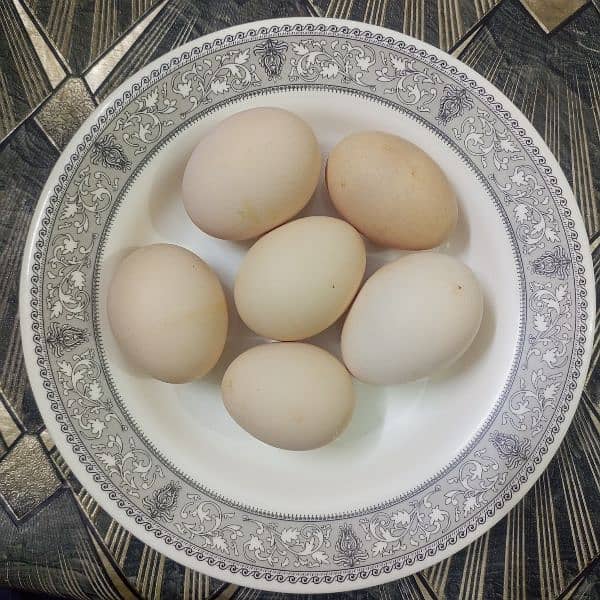 Fertile Desi Eggs 3