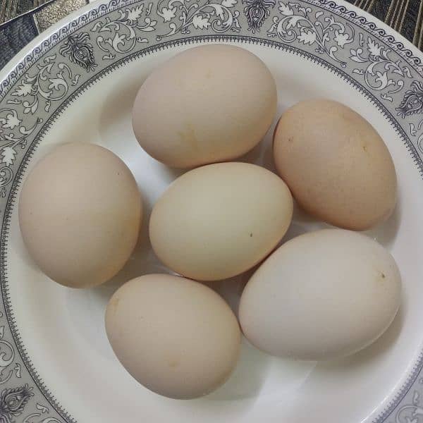 Fertile Desi Eggs 4