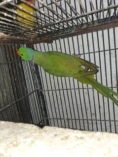 Green parrot Adult Male