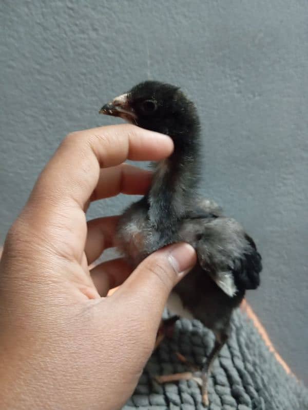 Mushka aseel chicks 1.5 month 6