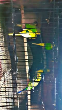 Budgie parrot  2 adults pair with eggs. 4 patthay with cage