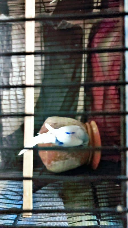 Budgie parrot  2 adults pair with eggs. 4 patthay with cage 1