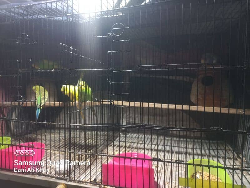 Budgie parrot  2 adults pair with eggs. 4 patthay with cage 6