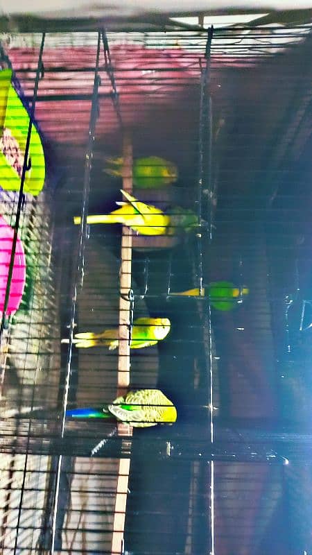 Budgie parrot  2 adults pair with eggs. 4 patthay with cage 8