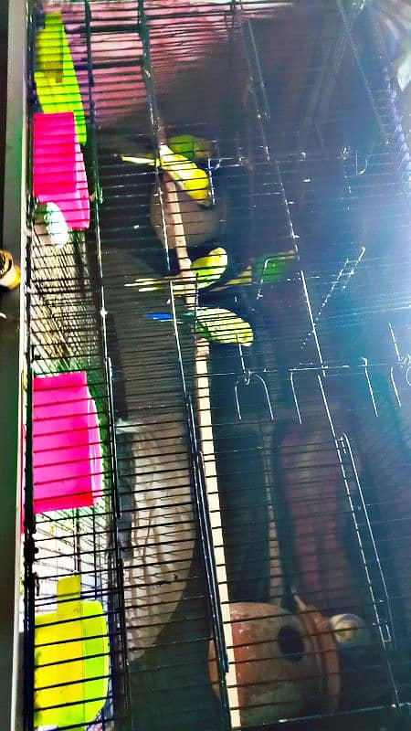 Budgie parrot  2 adults pair with eggs. 4 patthay with cage 9