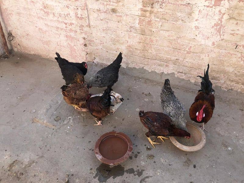 Desi Murghi Desi Murgha Australorp Murgha 5