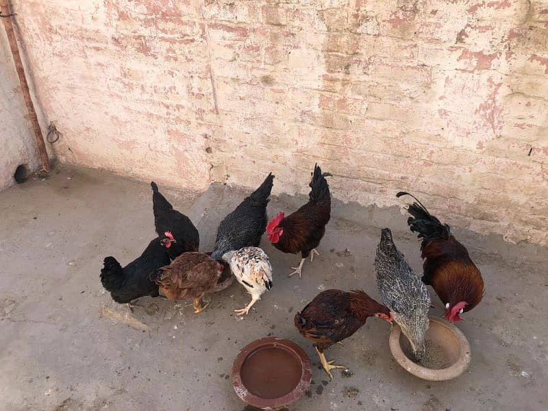 Desi Murghi Desi Murgha Australorp Murgha 7