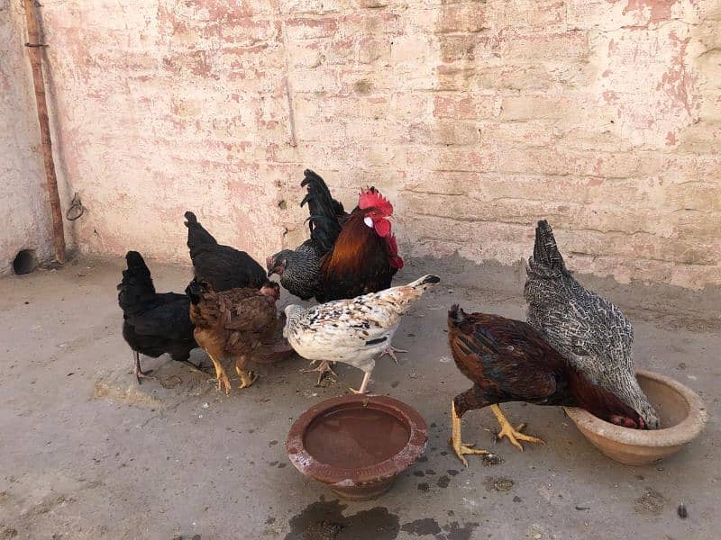 Desi Murghi Desi Murgha Australorp Murgha 8