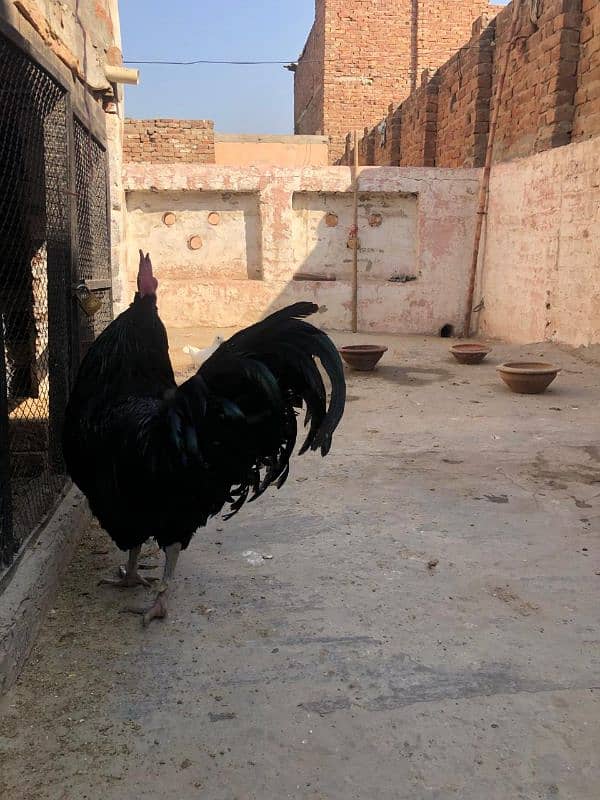 Desi Murghi Desi Murgha Australorp Murgha 17