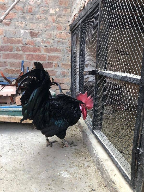 Desi Murghi Desi Murgha Australorp Murgha 18