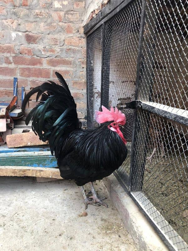 Desi Murghi Desi Murgha Australorp Murgha 19