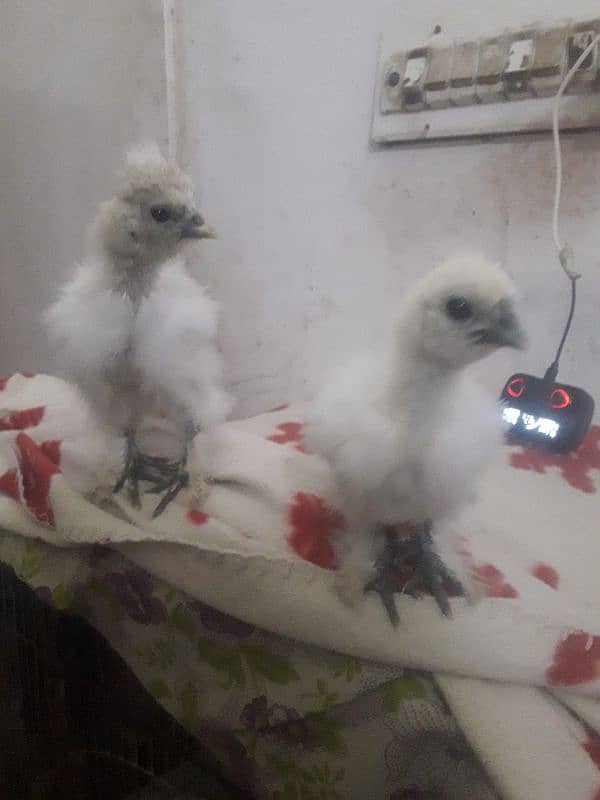 beautiful chick 30 day k. WhatsApp 03403005566 pa bt kara only 11