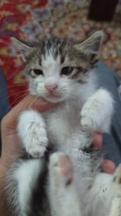 semi Persian cat for sale