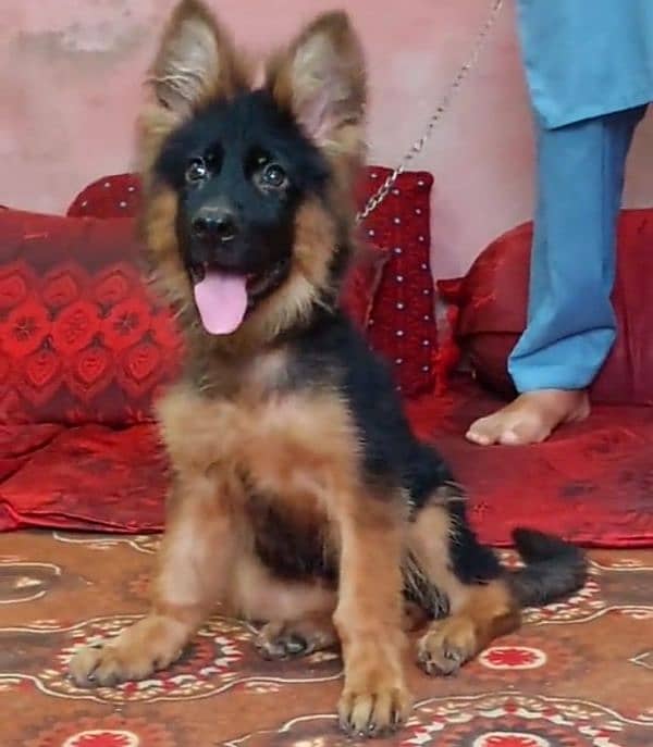 German shepherd Long Coat Male & Female  For Sale 03287625932WhatsApp 0