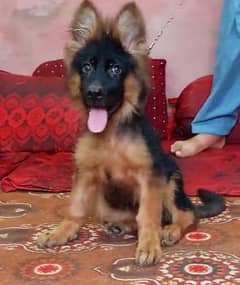 German shepherd Long Coat Male & Female  For Sale 03287625932WhatsApp