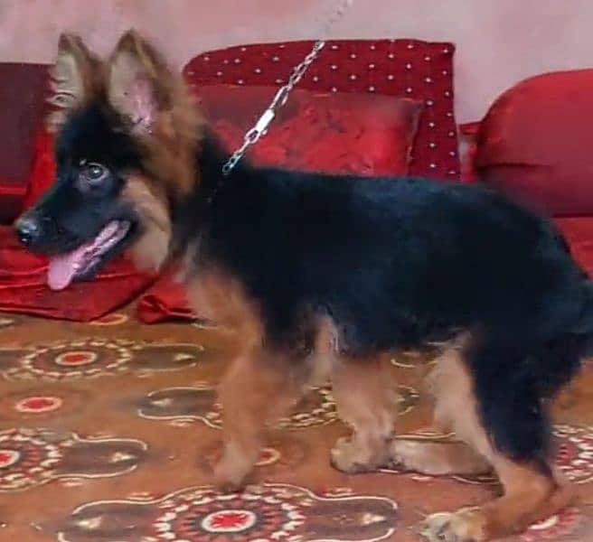 German shepherd Long Coat Male & Female  For Sale 03287625932WhatsApp 1