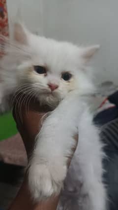 percian cat kitten age 2 mont 15 day