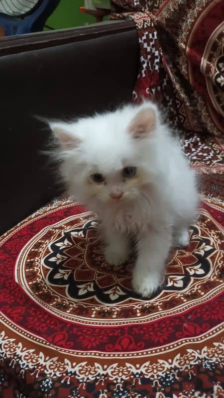 percian cat kitten age 2 mont 15 day 3