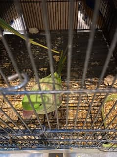 Raw parrots for sale