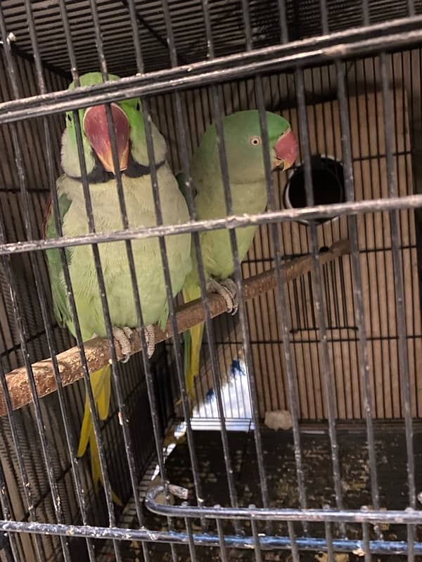 Raw parrots for sale 1